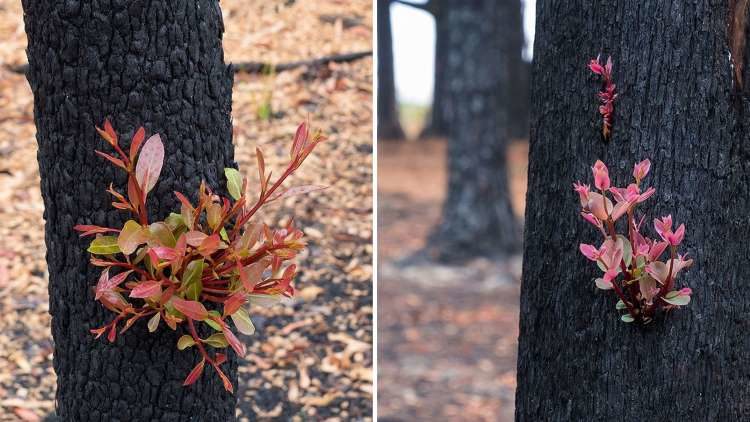 Click to enlarge New life bursts from the charred trunk of a tree in Kulnara, NSW.