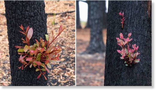 New life bursts from the charred trunk of a tree in Kulnara, NSW.