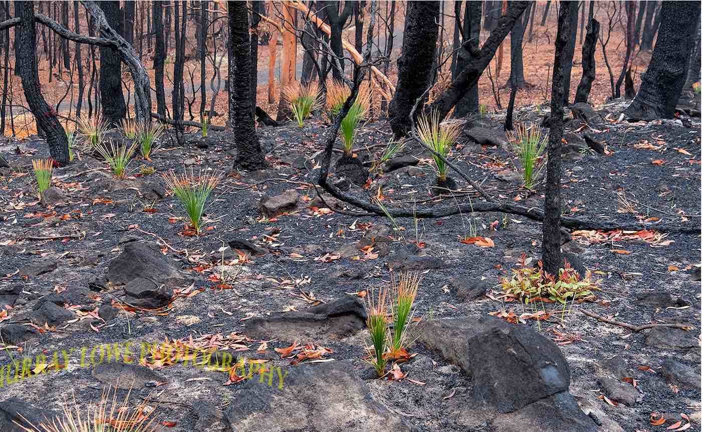 Click to enlarge Black Boys, or Grass Trees, spring to life. The plants can only reproduce with the help of fire. Heat from the fire cracks the plant's hard seed.