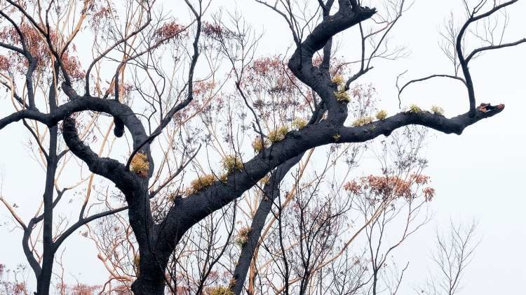 Click to enlarge New growth in abundance, even in drought.