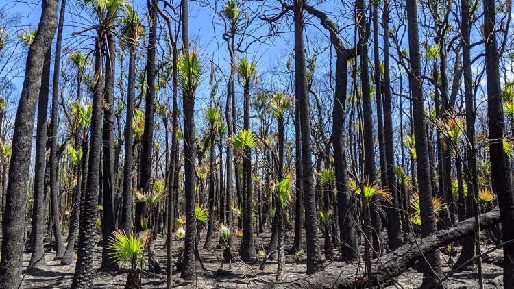 Click to enlarge A burst of green in the charred bush. Photo by Illuka resident Nikayla Rae Austin, on the NSW north coast.
