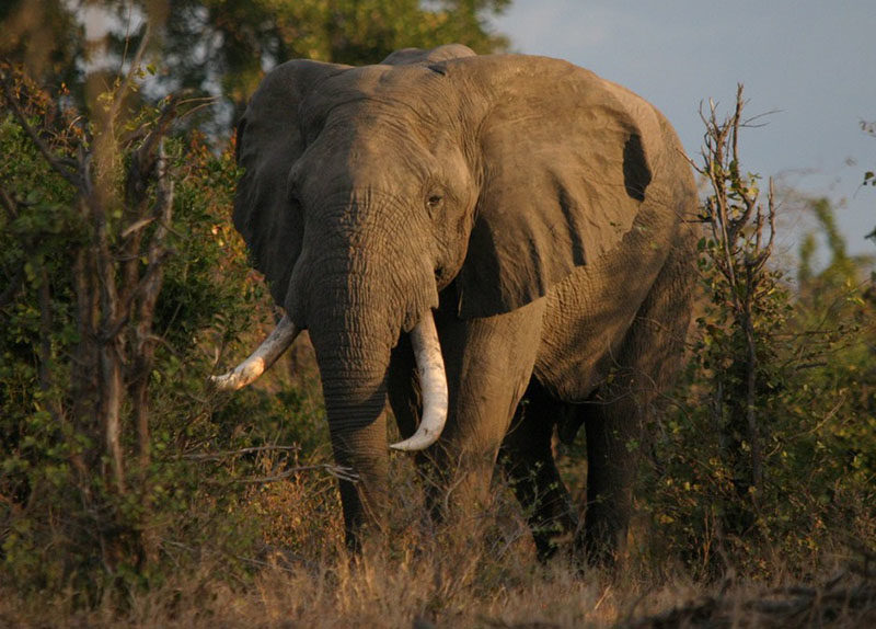 Click to enlarge ELEPHANT