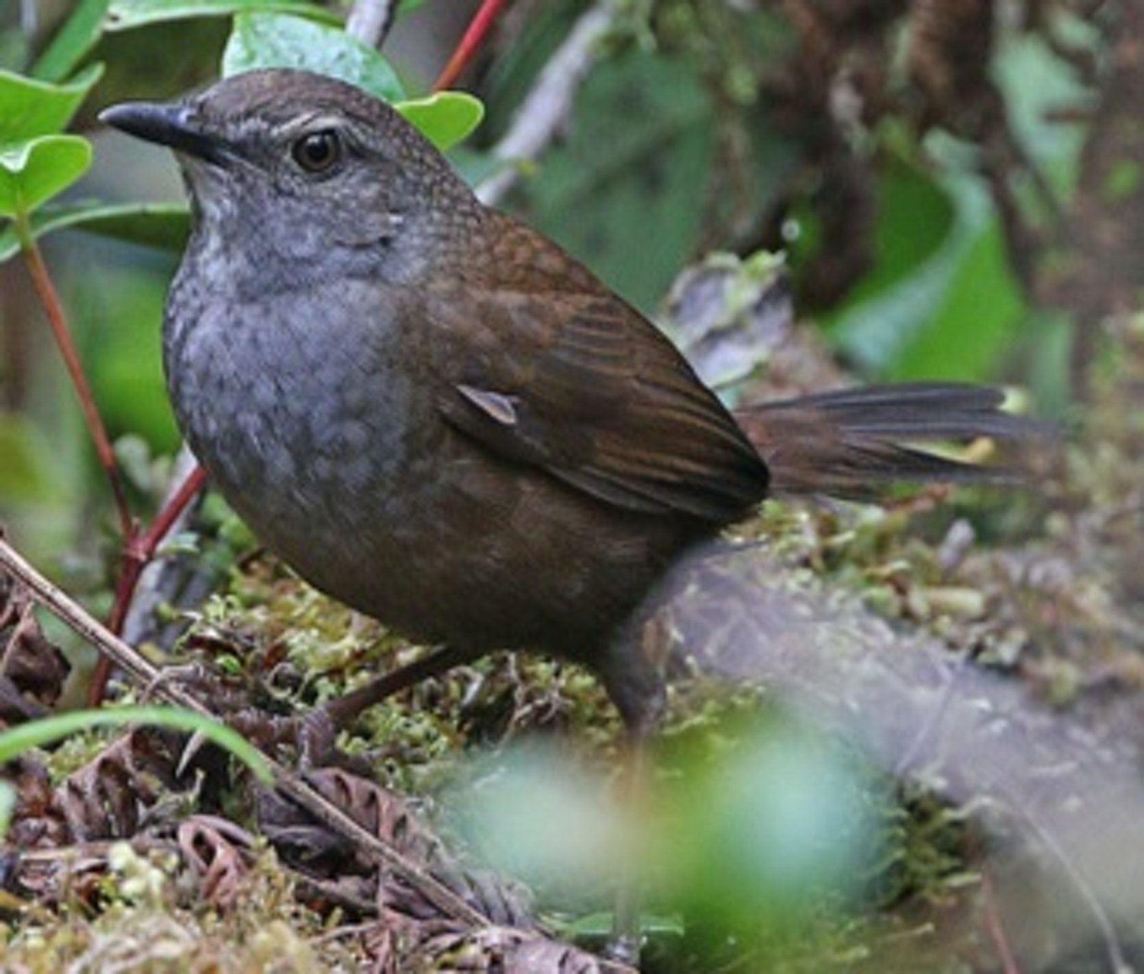 Click to enlarge Taliabu Grasshopper-Warbler