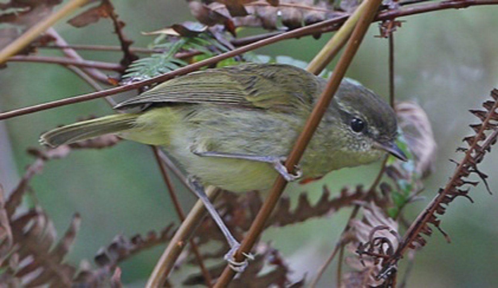 Click to enlarge Taliabu Leaf-Warbler.