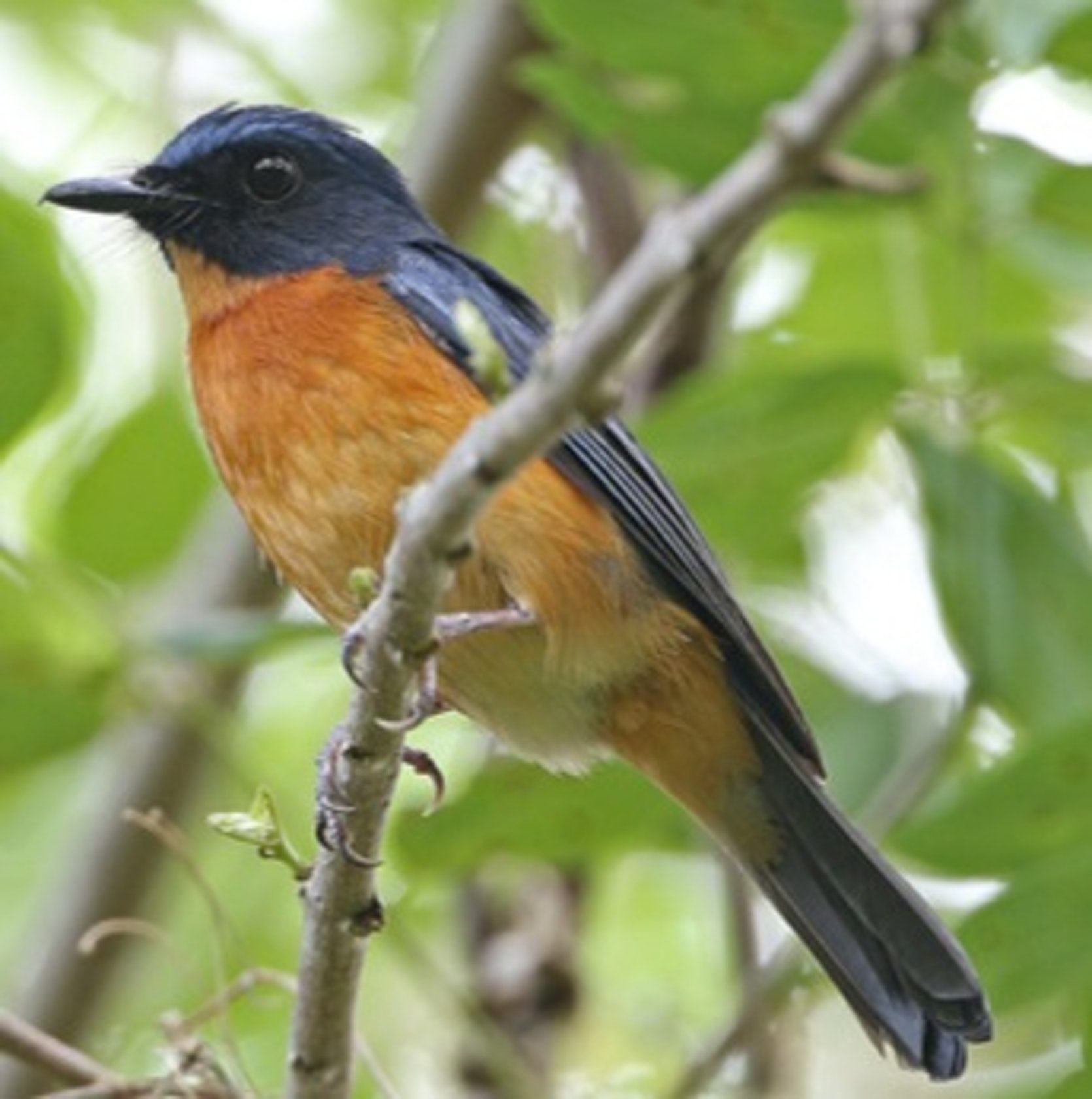 Click to enlarge Togian Jungle-Flycatcher