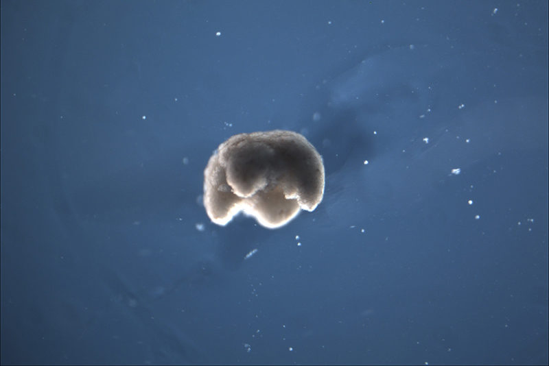 Manufactured quadruped organism