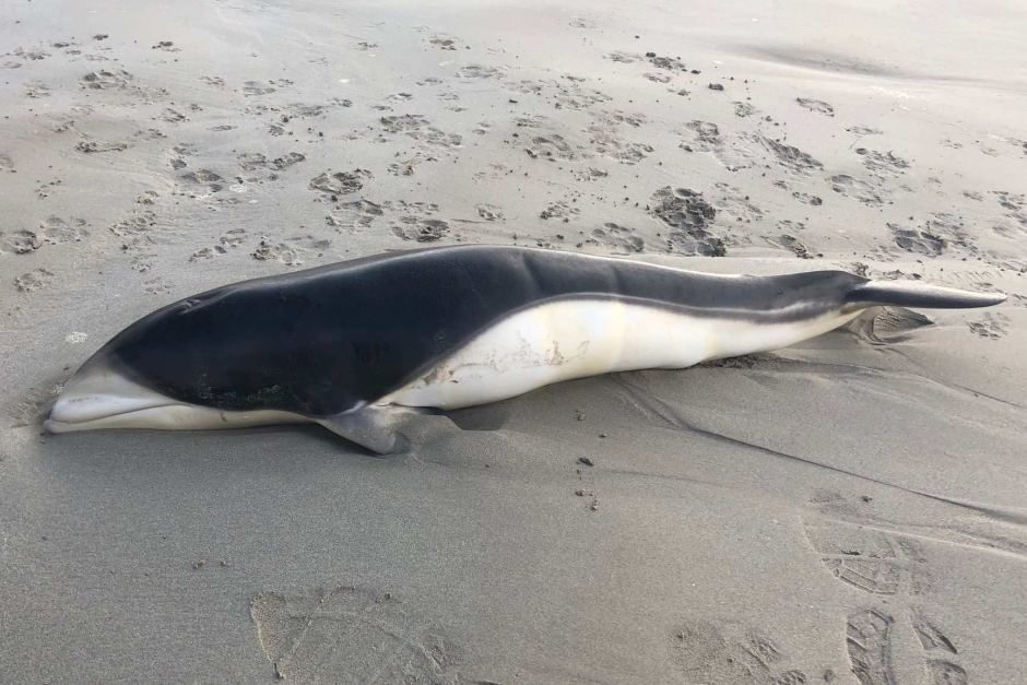 Click to enlarge This southern right whale dolphin washed up on Port Fairy's East Beach earlier this month.
