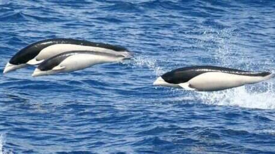Click to enlarge Southern right whale dolphins are very rarely sighted as they live off the continental shelf.