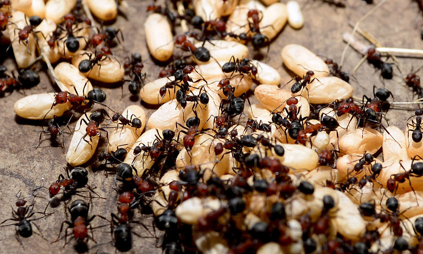 ants, grain