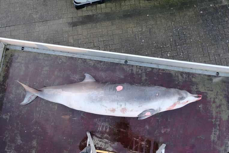 dead whale