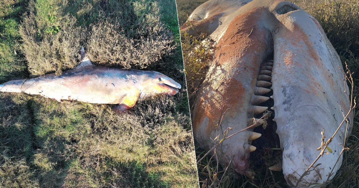 A killer whale has been found up washed up on the English shore for the first time in nearly two decades.