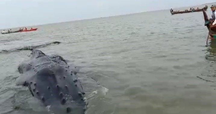 The Asahan Fishery and Maritime Affairs Agency will investigate the whale's cause of death. (Kompas/Asahan fishery and maritime affairs agency )