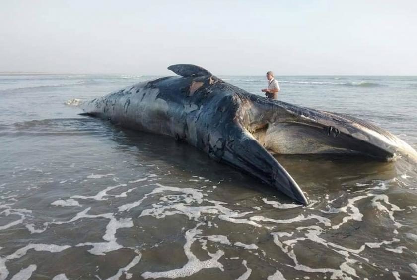 The dead whale found off Myanmar (Burma) on January 15th