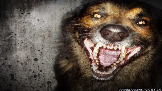 Street dogs attack and kill boy in Kashmir