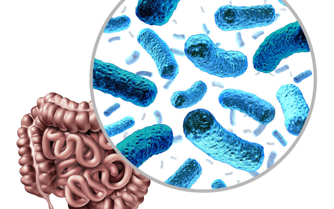 gut microbiome