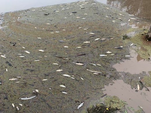 fish kill Macleay River New South Wales