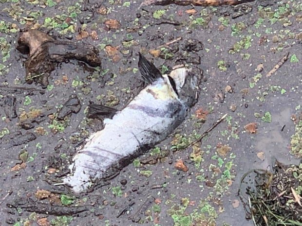 Click to enlarge fish kill in the Macleay River in northern New South Wales