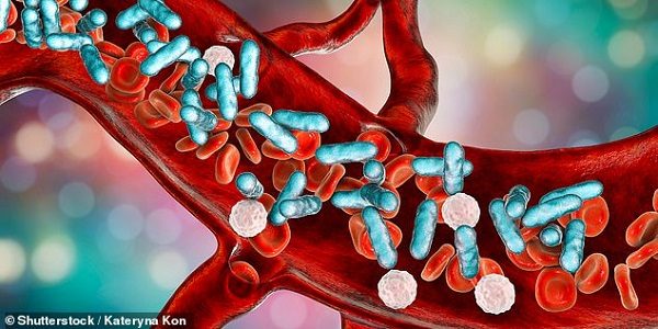 Bacteria in the gut