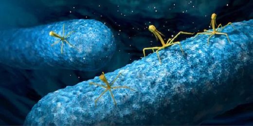 Illustration of phage viruses attacking a bacterium