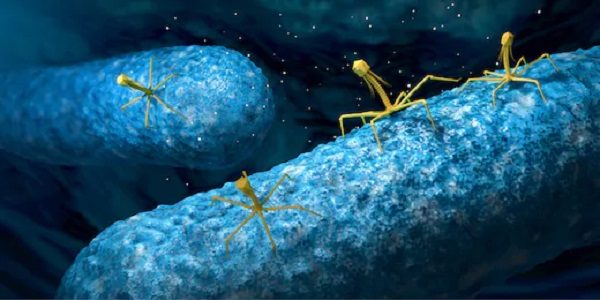 Illustration of phage viruses attacking a bacterium