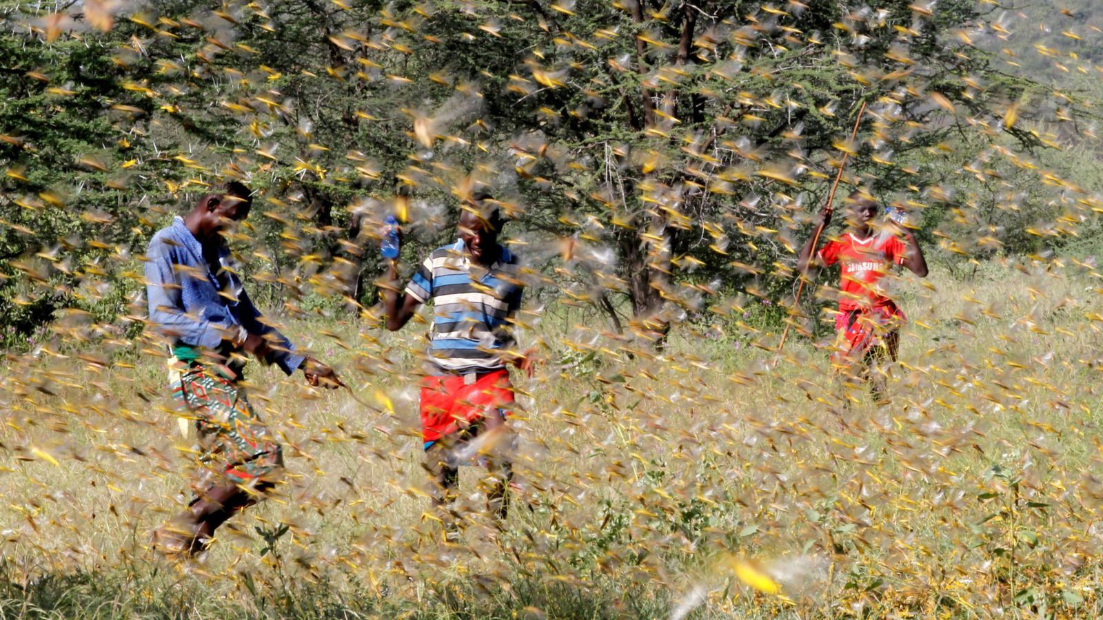 Click to enlarge Locust swarm, Kenya