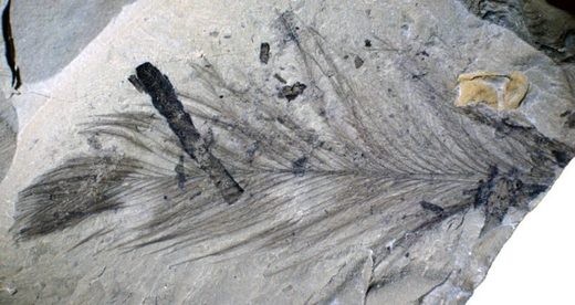 Click to enlarge feather fossils