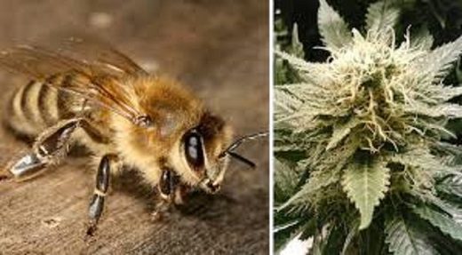 Bees and cannabis