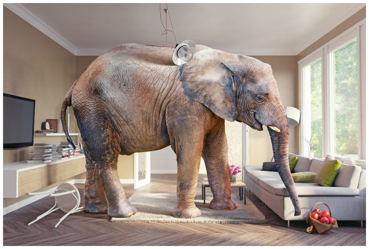 elephant in living room pictures
