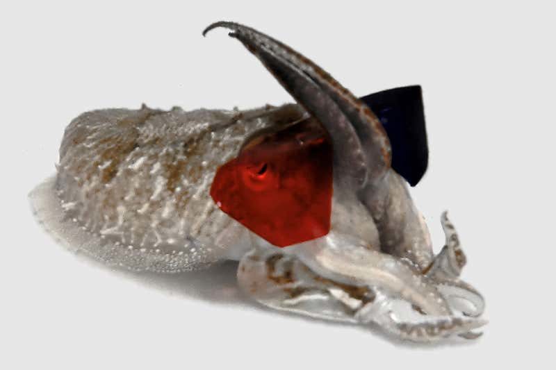 Click to enlarge cuttlefish 3d glasses depth perception