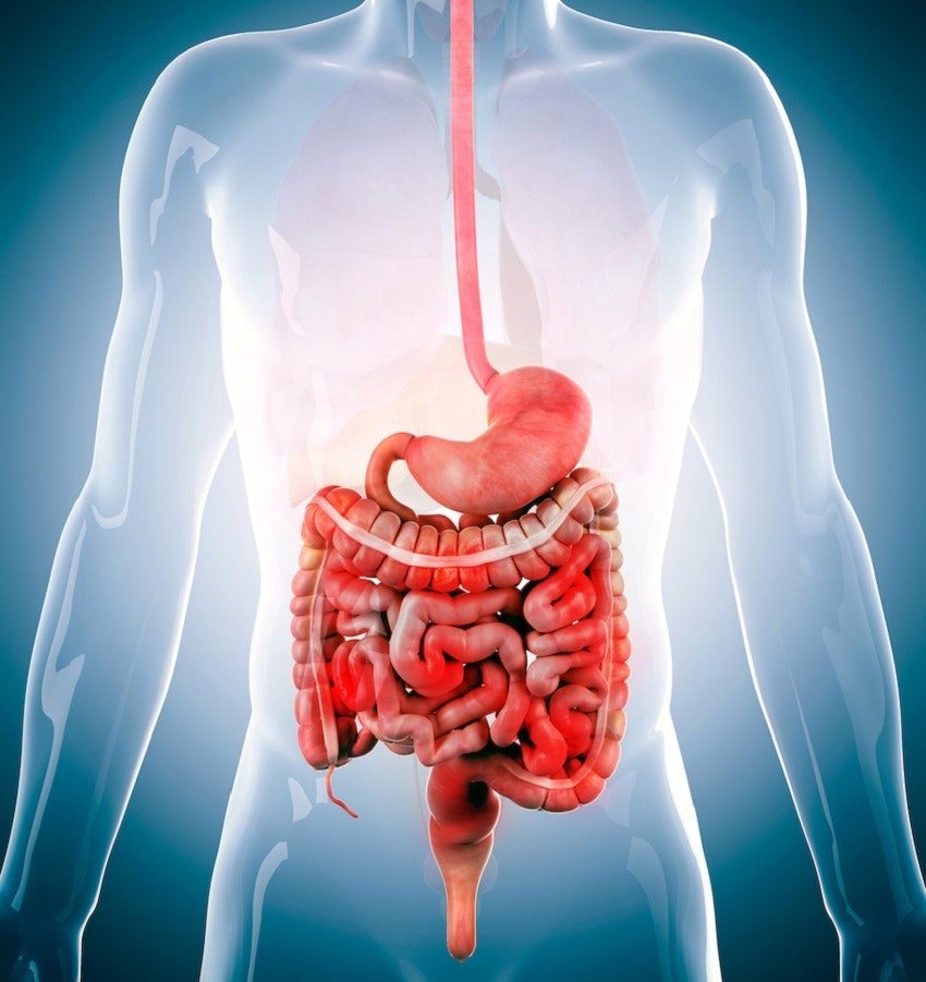 Click to enlarge Human Intestinal Tract