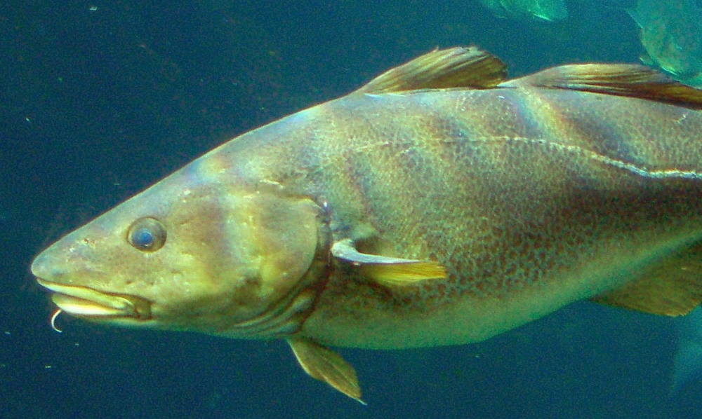 Click to enlarge atlantic cod fish