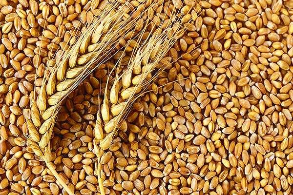 wheat