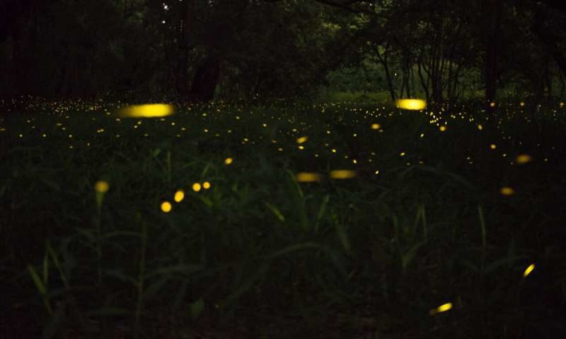 fireflies