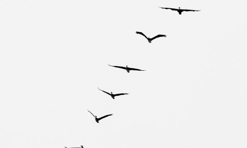 geese