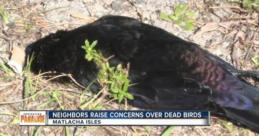 At least 20 dead birds show up in Matlacha Isles, Florida