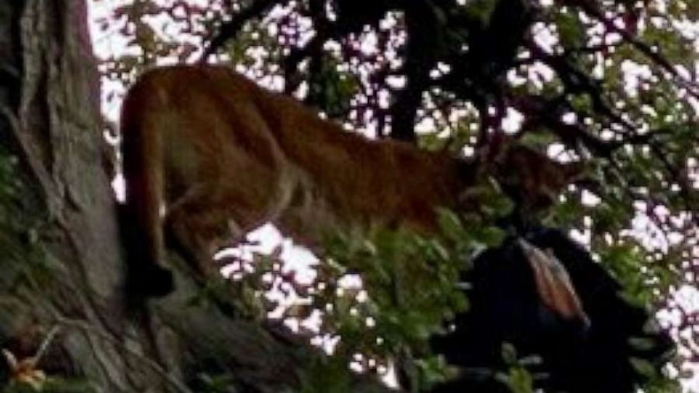 A mountain lion attacked a 3-year-old boy and then grabbed his father's backpack and climbed into a tree in Whiting Ranch Wilderness Park in Trabuco Canyon, Calif., on Jan. 20, 2020.