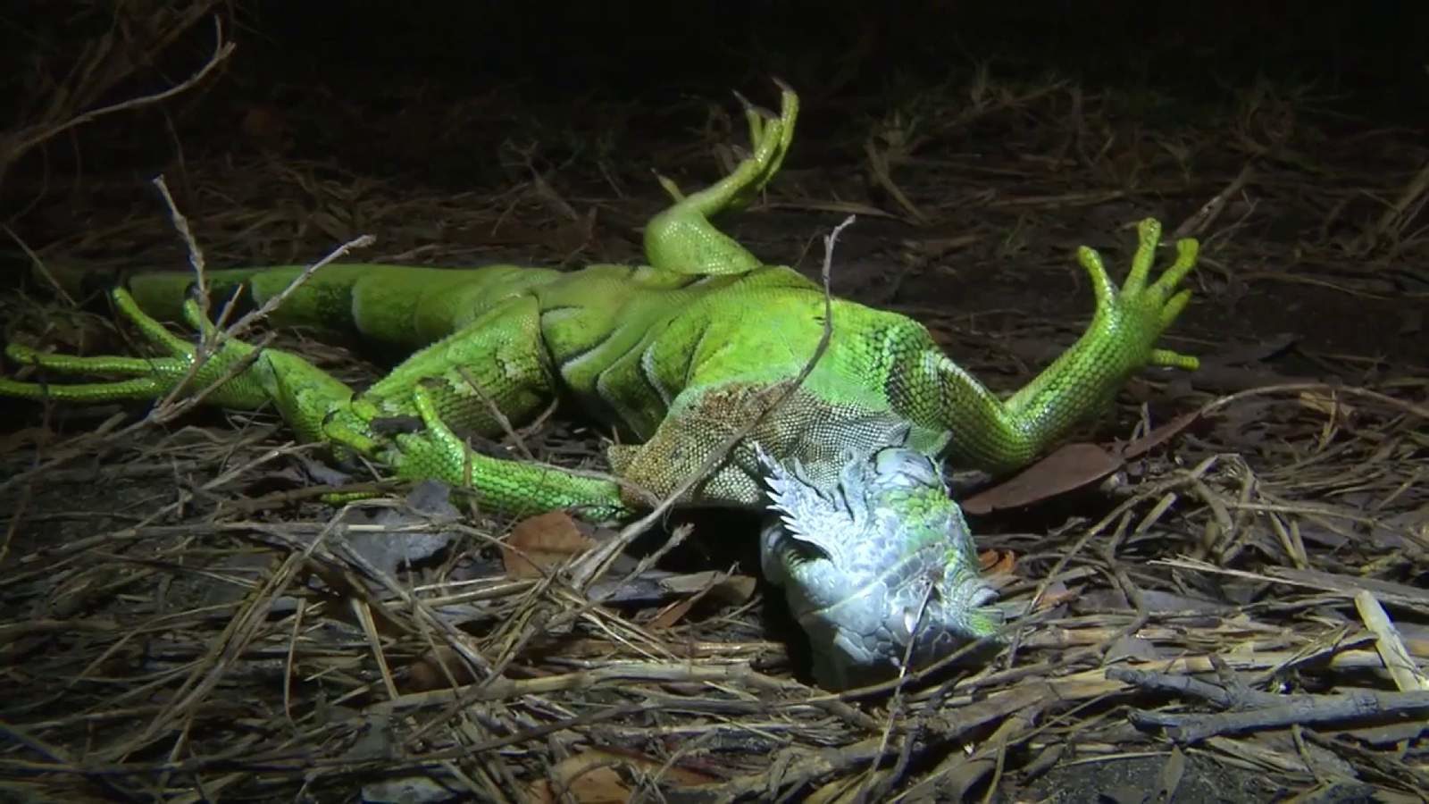 Frozen iguanas falling from trees in South Florida