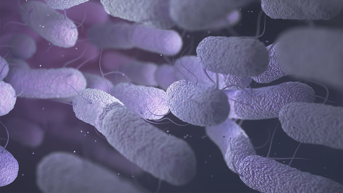 Click to enlarge Enterobacteria