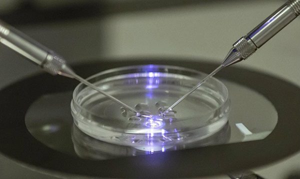 Frozen embryos