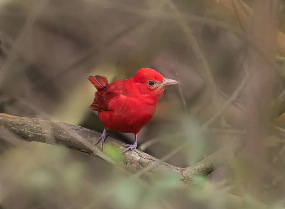 Click to enlarge A bright red summer tanager made San Francisco's Glen Park Canyon home in January 2019.