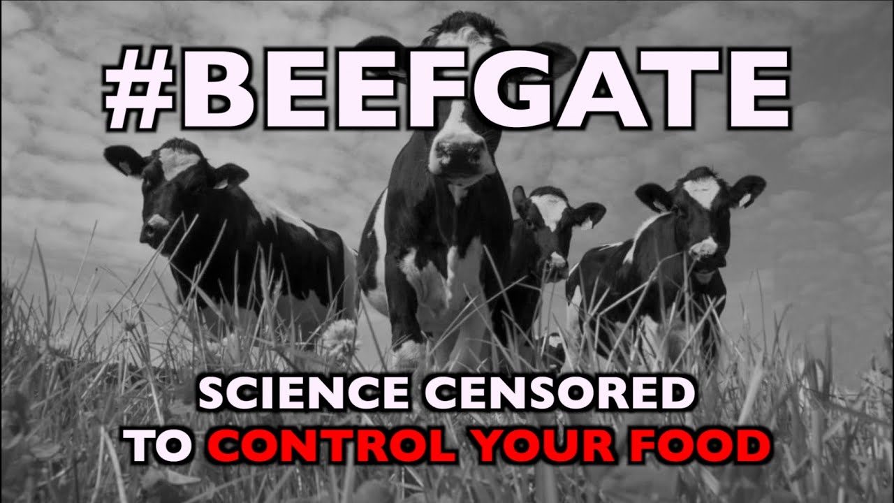 cows