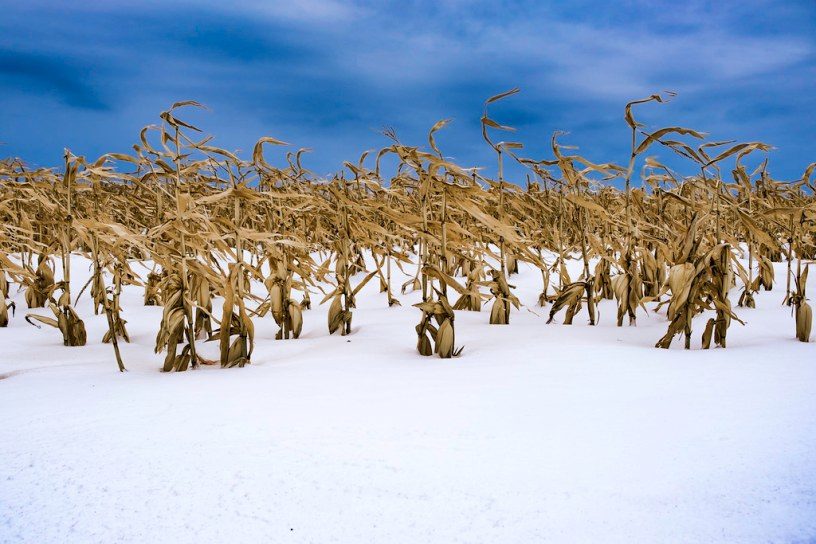 Click to enlarge corn in snow