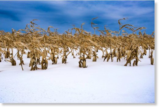 corn in snow