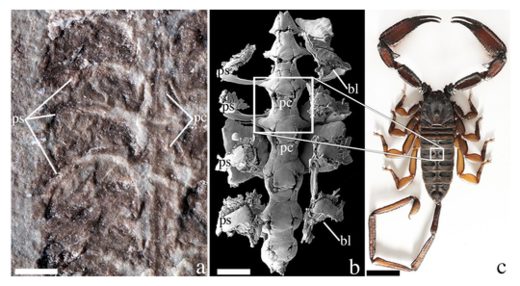 Scorpion Fossil