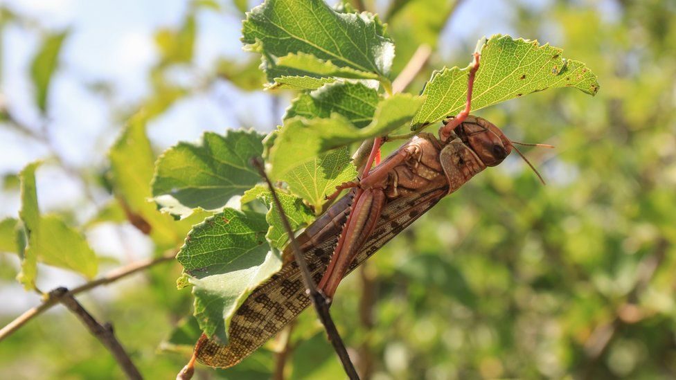 Click to enlarge locust