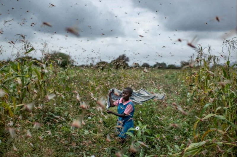 Click to enlarge locust swarm africa 2020