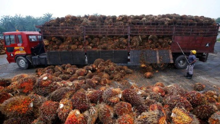 Palm oil fruits