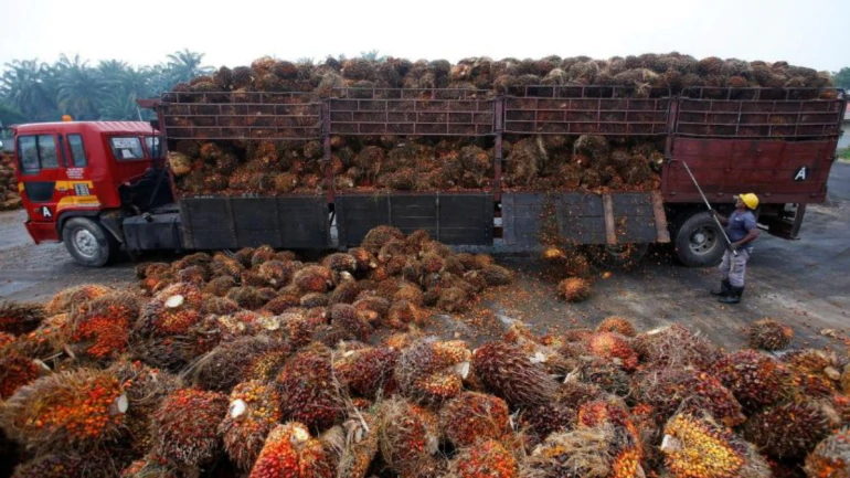 Click to enlarge Palm oil fruits