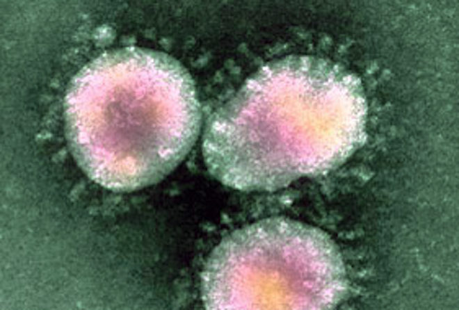 coronavirus