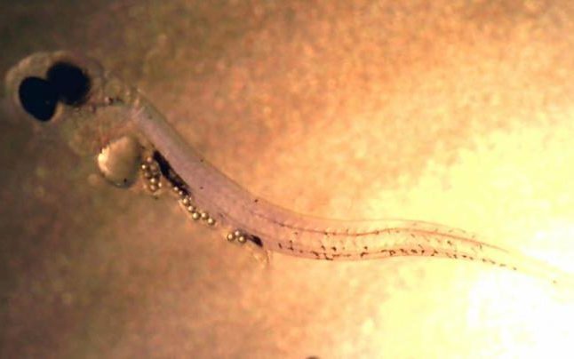 fish larva stomach microplastic microbeads ocean